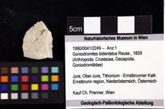 Foto (Objket + Etiketten) von Goniodromites bidentatus (Reuss, 1859) 